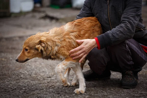 Un perro es un amigo. Un verdadero amigo. Ayuda para perros callejeros . — Foto de Stock