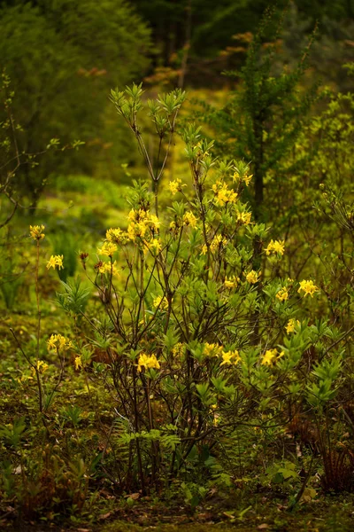 Fondo de flor natural. Increíble vista de la naturaleza del arbusto de flores de primavera en el jardín . — Foto de Stock