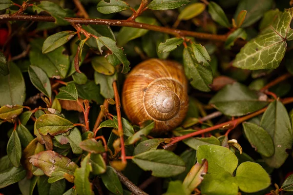 Nagel shell ligt in het gras — Stockfoto