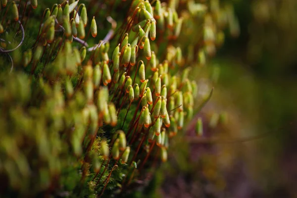 Beautiful green moss in the sunlight, Closeup of Moss — Stock Photo, Image