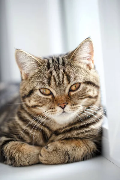 Retrato de gato de casa. Gato muy serio cerca — Foto de Stock