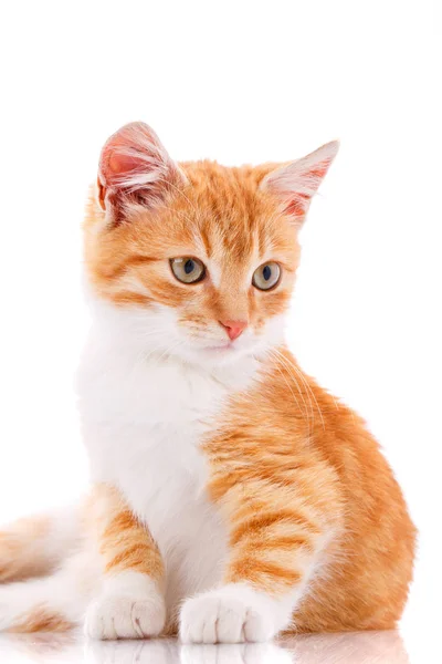 Gato, animal de estimação, e conceito bonito - gatinho vermelho em um fundo branco . — Fotografia de Stock