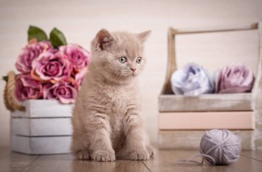 İskoçya kedi, yavru kedi. Oynak kedicik top iş parçacığı ile