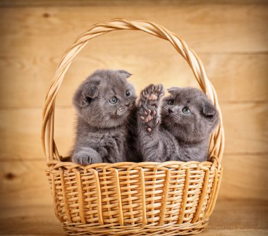 Basket oynarken gri İskoç fold yavru kedi