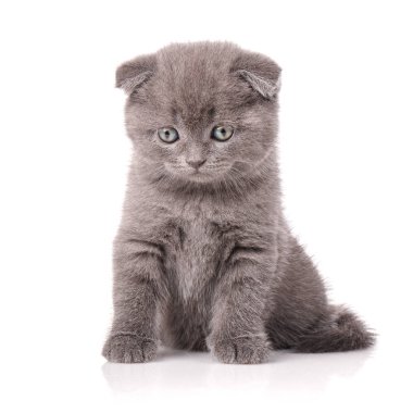 Lop-Eared yavru kedi. İskoçya kedi. Beyaz üzerine oynak kedicik.