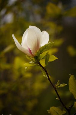 Beyaz Manolya çiçeği