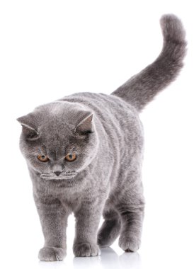 Purebred kedi... Bakımlı yavru kedi. Evde beslenen hayvan, konfor, sevgi ve huzur kavramı. Gri kedi - İngiliz düz
