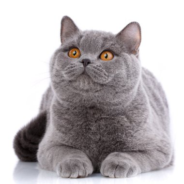 Purebred kedi... Bakımlı yavru kedi. Evde beslenen hayvan, konfor, sevgi ve huzur kavramı. Gri kedi - İngiliz düz