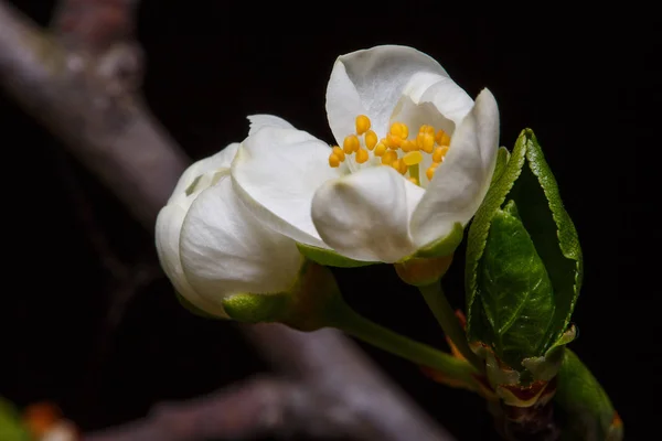 Flor de ameixa jovem preparação florescer — Fotografia de Stock