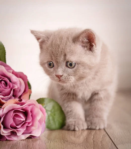 Kleine speelse Schotse kitten spelen met flofer van roos — Stockfoto