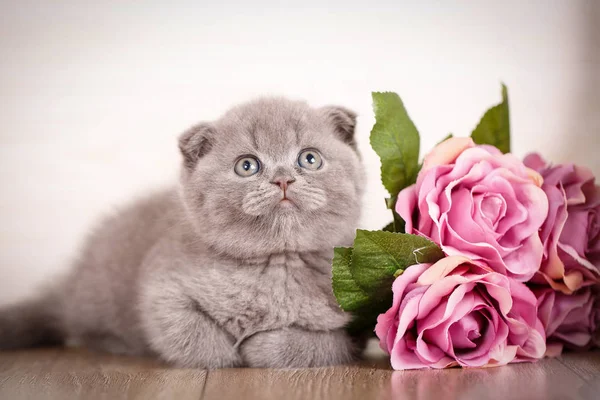 Cat achtergrond met boeket van roos — Stockfoto