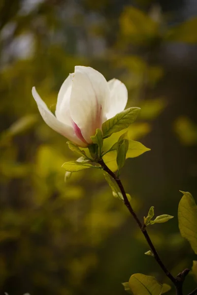 White Magnolia Flower — Stock Photo, Image