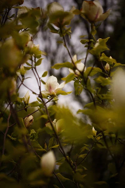 Magnolia δέντρο λουλούδια — Φωτογραφία Αρχείου