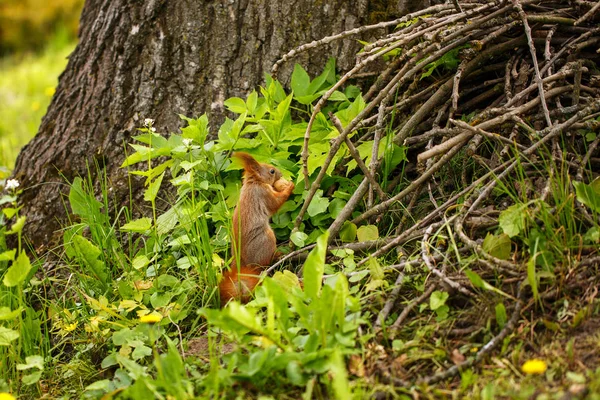 Wiewiórka ładny i głodny jedzenie orzechów — Zdjęcie stockowe