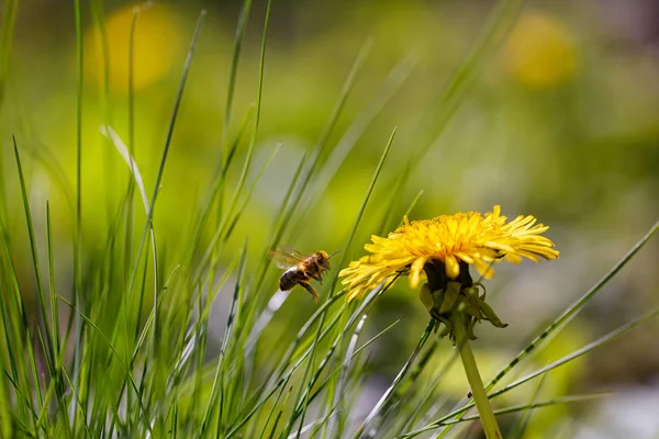 Una abeja recolectando miel. Flor de diente de león con una abeja . —  Fotos de Stock