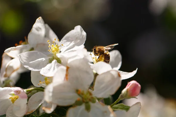 Ape di miele che vola sul fiore di ciliegio — Foto Stock