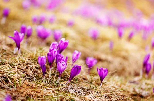 一组紫色的番红花花在春天的草地上。番红花开花. — 图库照片
