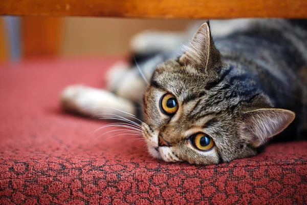 Volbloed Fokker kat rust thuis. — Stockfoto