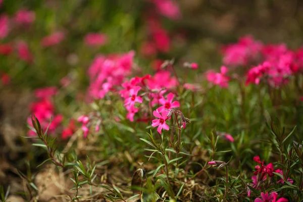 Natural flower background. Amazing nature view of pink flowers blooming in garden. — Stock Photo, Image