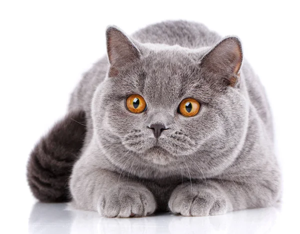 Retrato cinza gato britânico em linha reta com olhos amarelos no branco — Fotografia de Stock