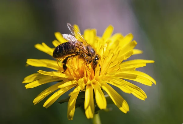 Biet samlar nektar — Stockfoto