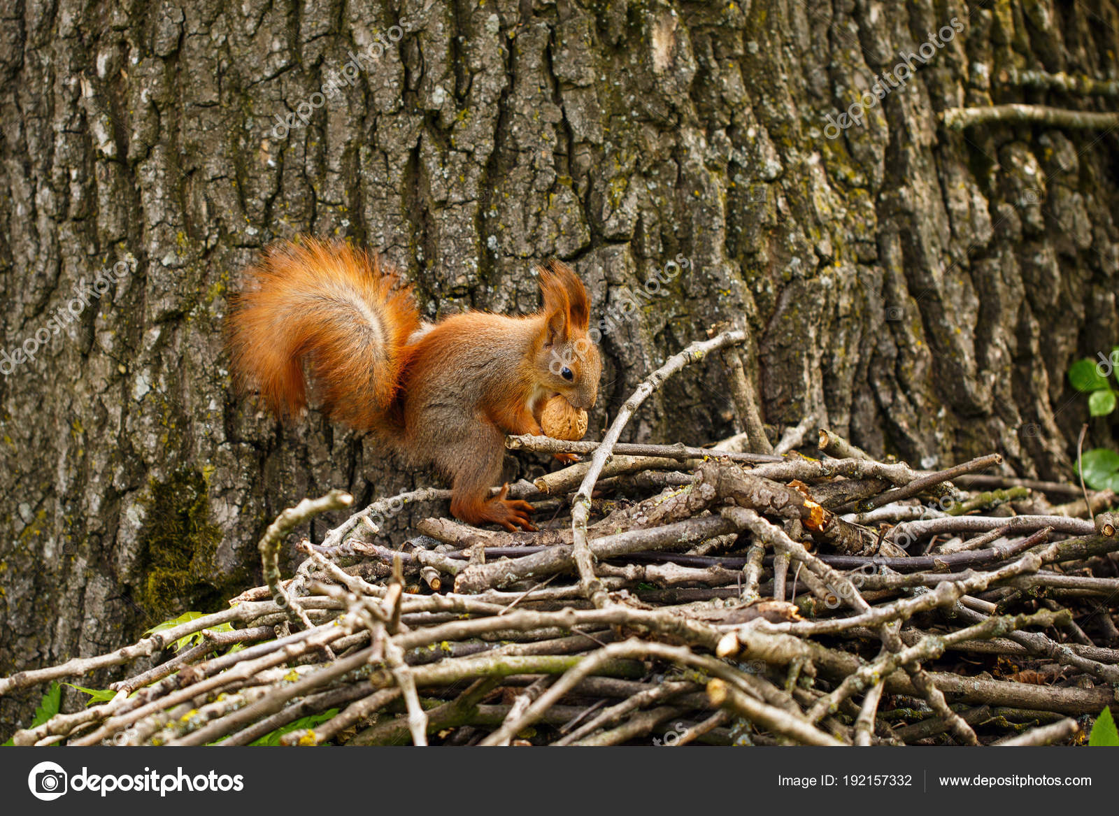 Red squirrel hungry
