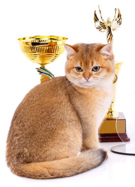 Beyaz bir arka plan üzerinde İskoç safkan kedi.