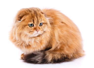 Hayvan, kedi, evde beslenen hayvan kavram - bir beyaz İskoç kedi