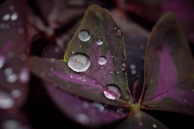 Yakın çekim görünümü güzel koyu çiçek