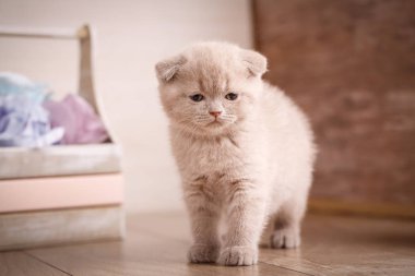 Oynak krem renk İskoç fold kedi portre.