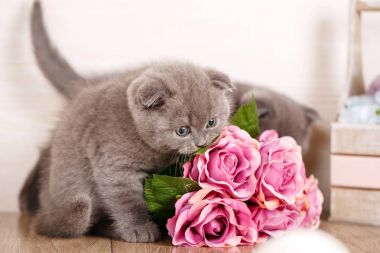 İlginç İskoç kedi yavrusu portresi