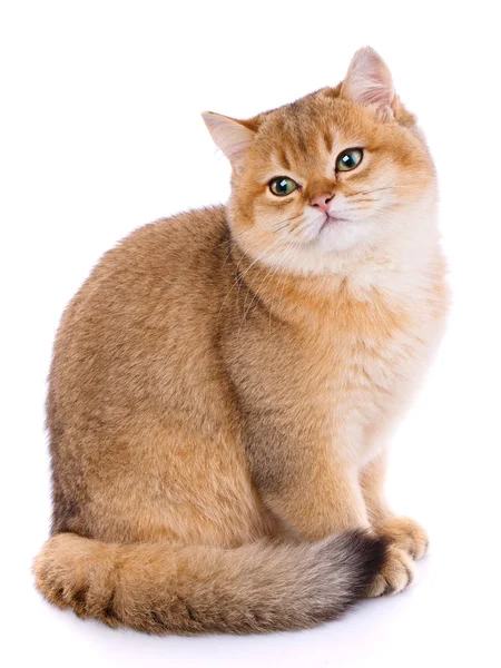 Tier, Katze, Haustierkonzept - Schottische Katze auf weißem Grund — Stockfoto