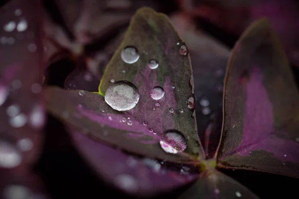 Close-Up Nézd szép sötét virág — Stock Fotó