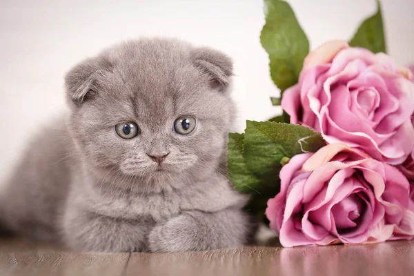 Cat achtergrond met boeket van roos — Stockfoto