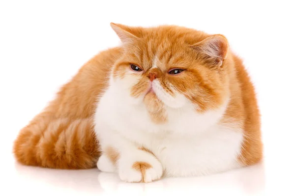 Güzel, purebred kedi. Yavru kedi - egzotik kedi portresi — Stok fotoğraf