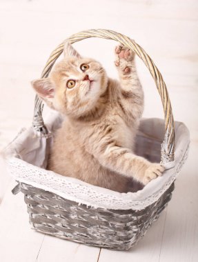 Kırmızı İskoç kedi bir sepet içinde otururken oynanır. Safkan kedi. Evde beslenen hayvan