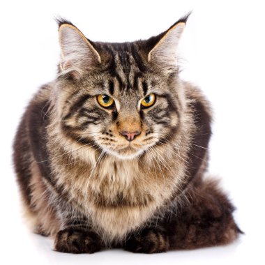 Hayvan, kedi, evde beslenen hayvan kavramı - mainecoon