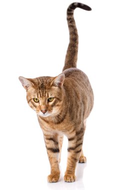 Serengeti safkan kedi beyaz bir arka plan üzerinde.
