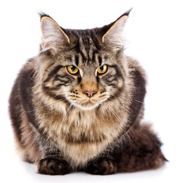 Dier, kat, huisdier concept - mainecoon — Stockfoto