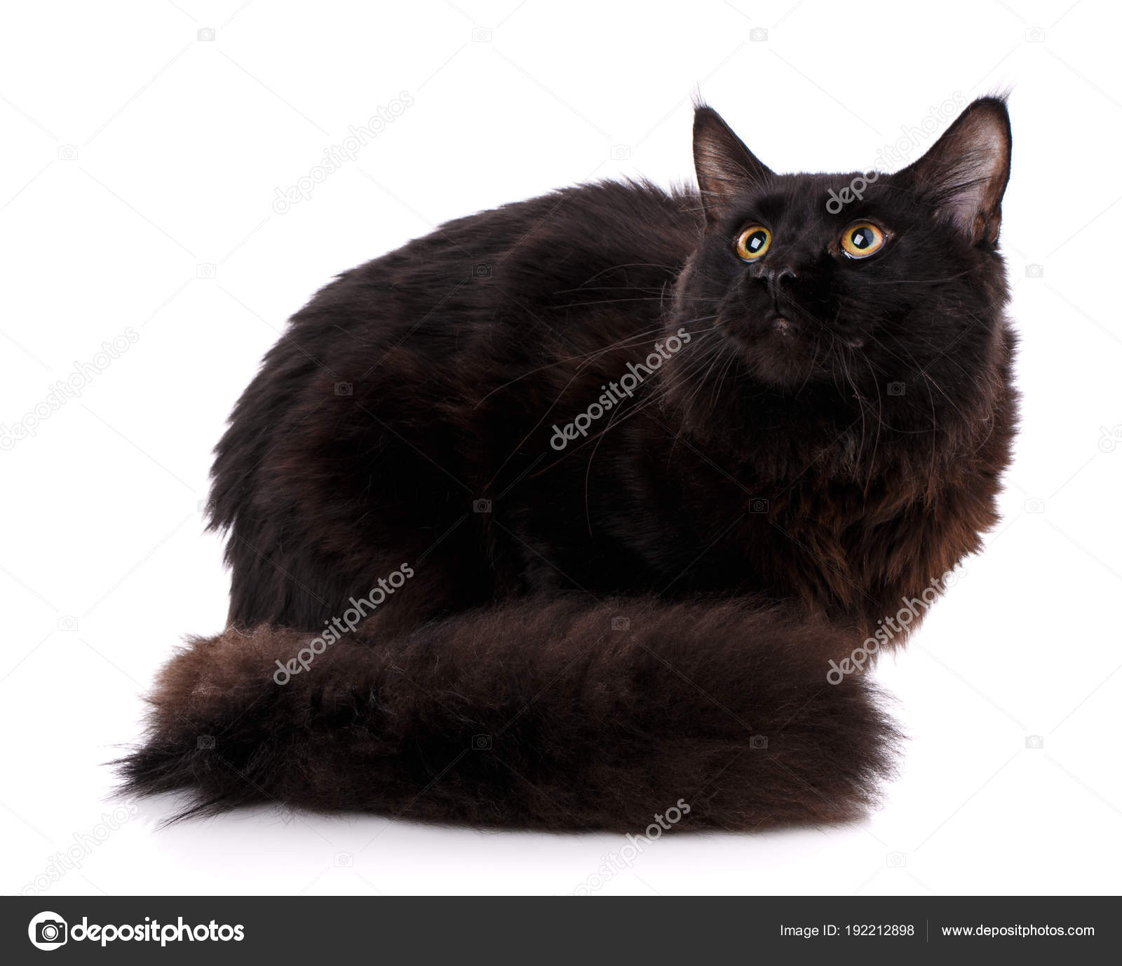 Schwarze Maine Coon Katze Auf Weiß Stockbild Bild Von
