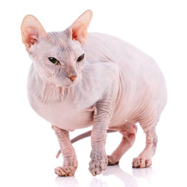 Bir beyaz kel Sphynx yavru kedi