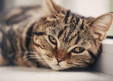 Bir şeritli İngiliz kedi portre.