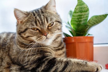 Kedi yakın çekim portresi