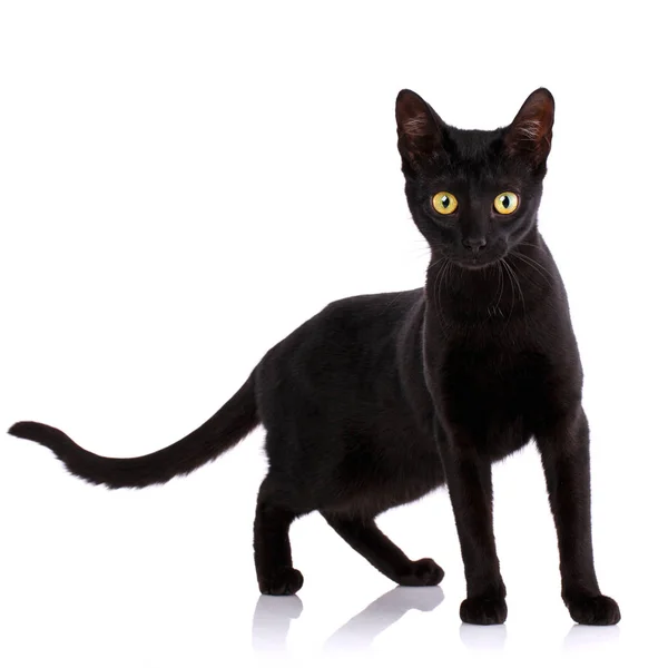Серенгетский чёрный кот с жёлтым глазом — стоковое фото