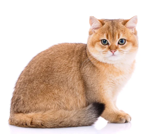 Smooth straight Scottish Cat — Stock Photo, Image