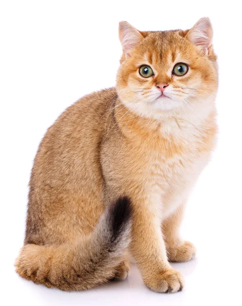 Portret van een gladharige rechte Scotch kat op een wit — Stockfoto