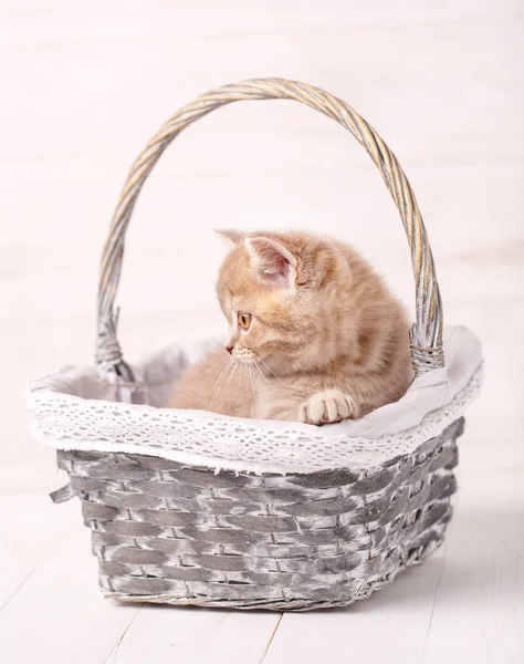 Dulce escocés color crema gatito sentado en una canasta de mimbre. Retrato de un gato. Gato en casa — Foto de Stock