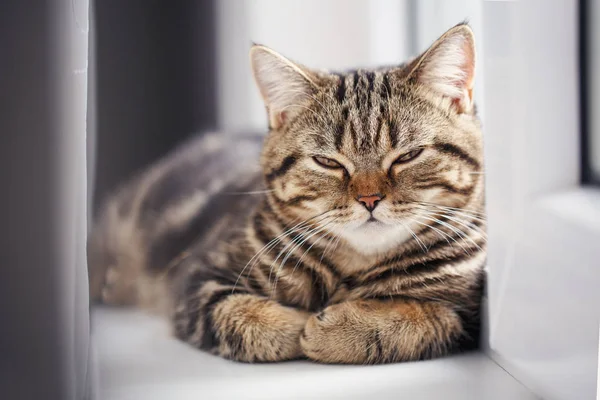 Leuk kleine katje. De pluizige huisdier afgewikkeld comfortabel slapen of te spelen. — Stockfoto