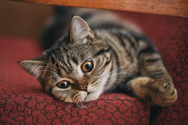 Huisdieren, ochtend, comfort en rust concept - gesneden kat — Stockfoto