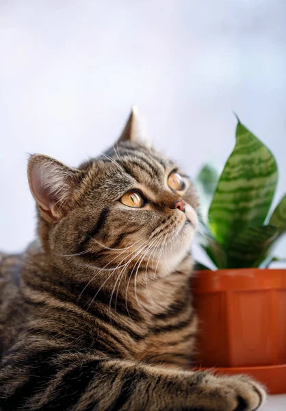 Een portret van de gestreepte Britse kat. — Stockfoto